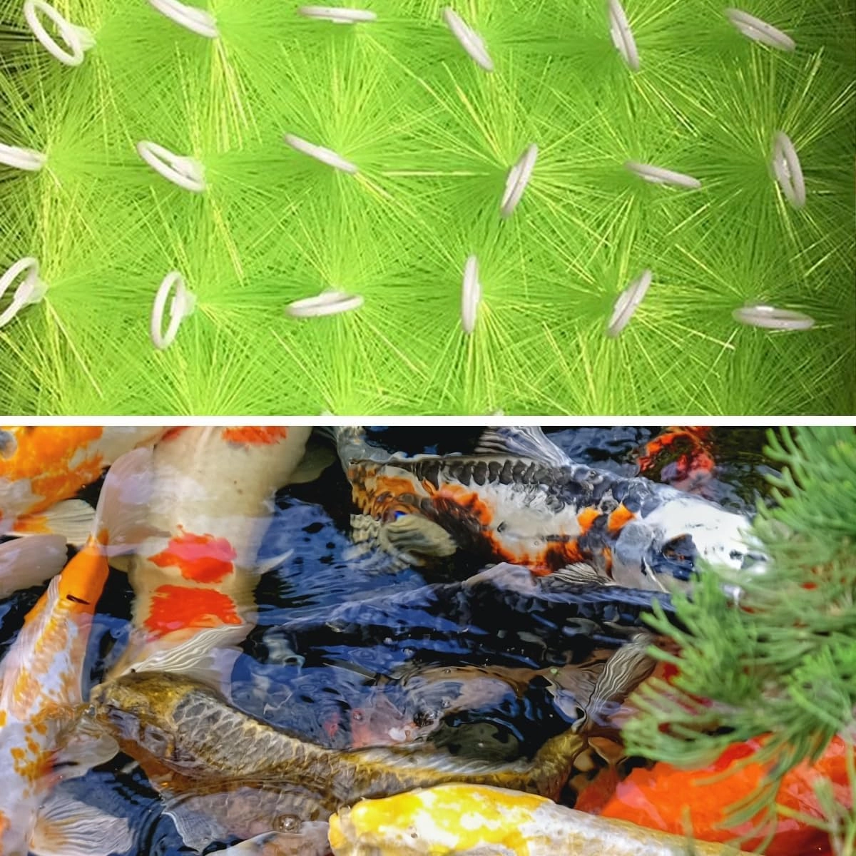 10 Pcs Fish Pond Filter Brushes Set for Koi Pond Filter Fish Tank Aquarium Water Garden Pond Skimmer Filter Cleaning Brush 24 Inch by 4.7 Inch (Green)