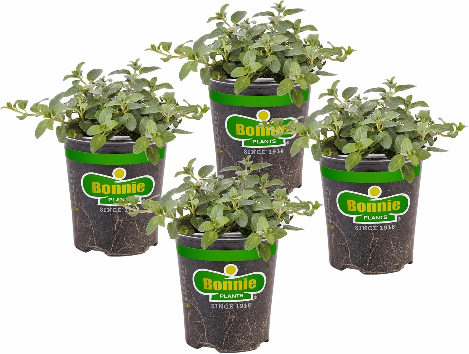 Bonnie Plants Peppermint Live Edible Aromatic Herb Plant - 4 Pack, Pet Friendly, Low Light, Part Shade