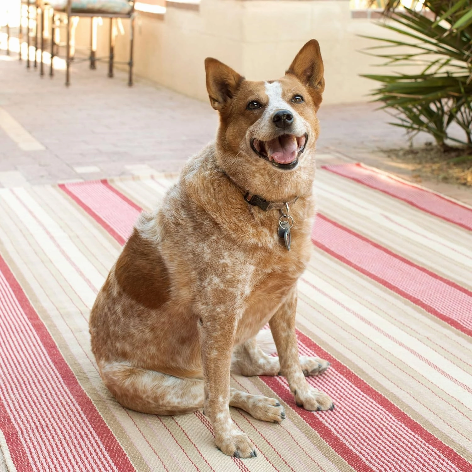 Dash and Albert Framboise Handwoven Cotton Rug, Runner-2.5 X 8 Feet, Red Stripe Pattern