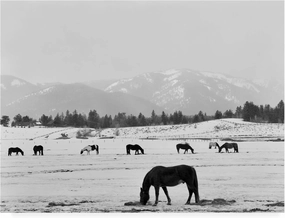 Trademark Fine Art, 35x47 Black Horse in Winters Mountains Wyoming by Monte Nagler