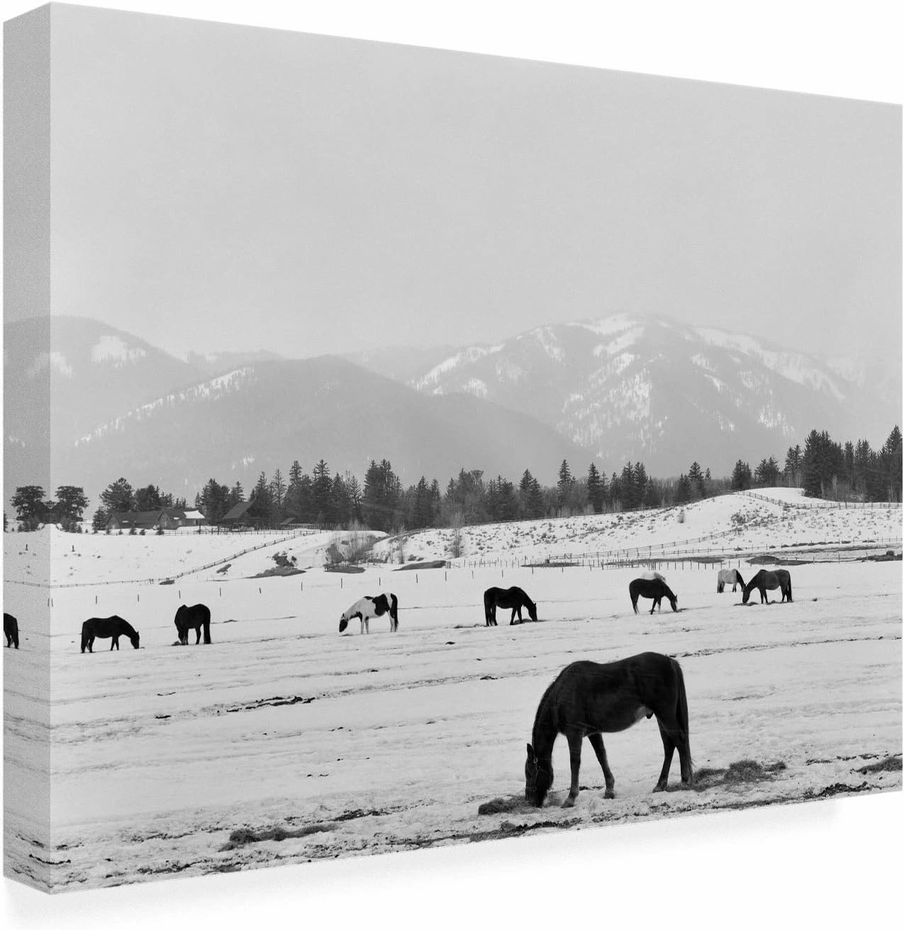 Trademark Fine Art, 35x47 Black Horse in Winters Mountains Wyoming by Monte Nagler